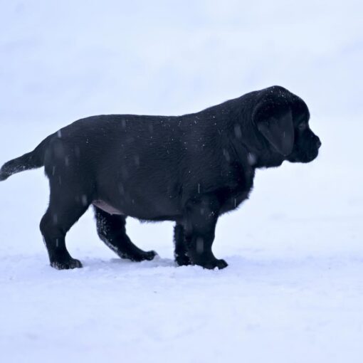 DOLLY – Bild 3