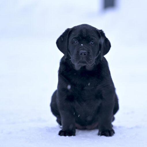 DOLLY