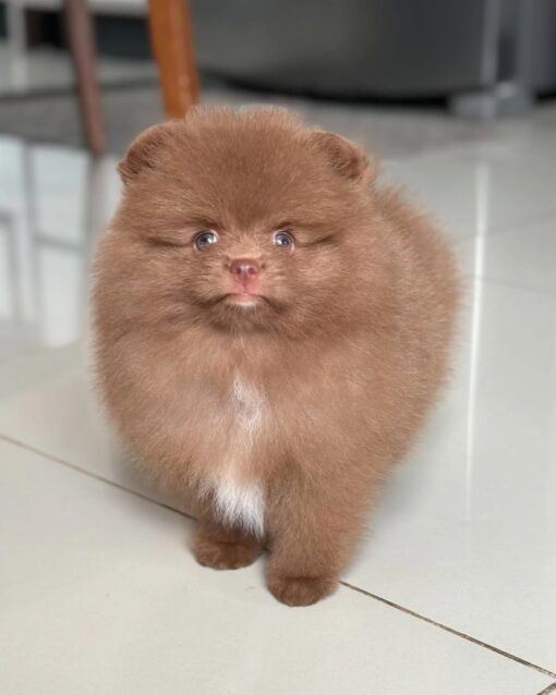 KIKI