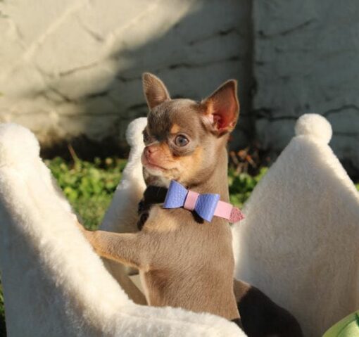 NIKA – Bild 2
