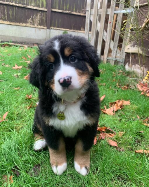 SANSA – Bild 3