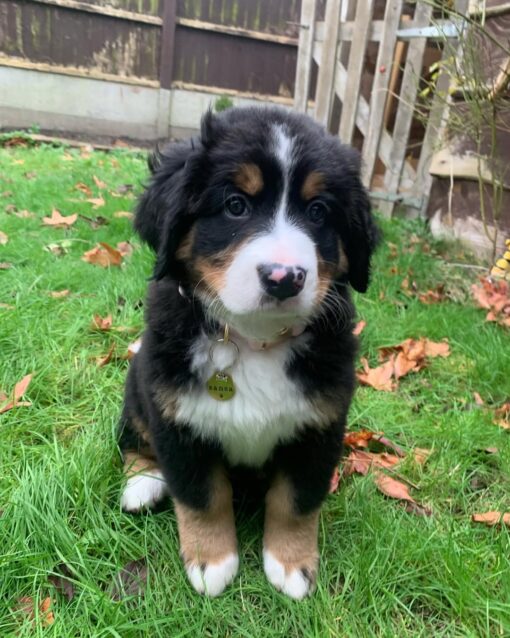 SANSA – Bild 2